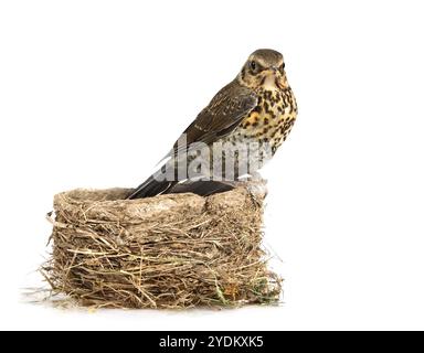 Nichant muguet fieldfare assis sur le nid isolé sur un fond blanc Banque D'Images