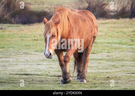 Promenade douce d'un cheval de trait breton dans un champ Banque D'Images