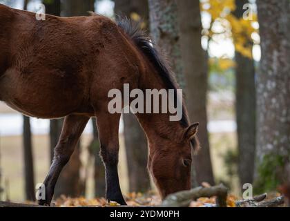 Cheval brun pâturant sur les feuilles d'automne tombées sous les arbres. Chevaux indigènes estoniens ( estonien Klepper) qui paissent dans la prairie côtière. Banque D'Images