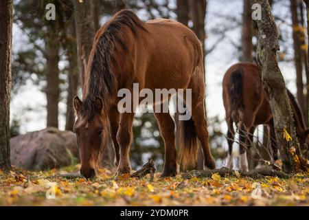 Cheval brun pâturant sur les feuilles d'automne tombées sous les arbres. Chevaux indigènes estoniens ( estonien Klepper) qui paissent dans la prairie côtière. Banque D'Images