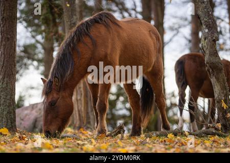 Cheval brun pâturant sur les feuilles d'automne tombées sous les arbres. Chevaux indigènes estoniens ( estonien Klepper) qui paissent dans la prairie côtière. Banque D'Images
