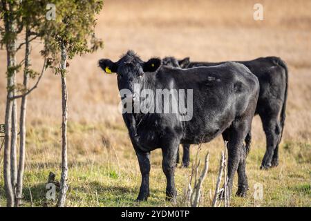 Génisse d'un an Aberdeen Angus avec arrière-plan d'automne flou. Un Aberdeen Angus Calf sur la prairie côtière. Banque D'Images