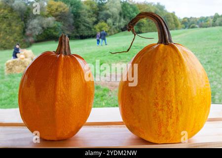 Deux citrouilles orange sur une étagère en bois. Prairie et forêt en arrière-plan. Banque D'Images