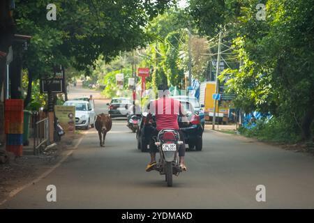 Un homme conduisant un scooter à travers une route couverte d'arbres verts. Véhicules et motos et vaches sur une route rurale d'autoroute dans la zone rurale du village de Goa Banque D'Images