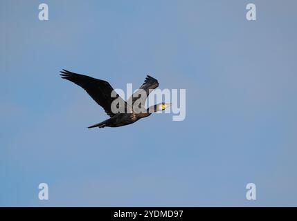 Cormorans quittant un toit commun près du canal des navires de Manchester. Banque D'Images