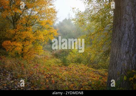 Vue dans un paysage d'automne naturel avec divers arbres, arbustes et herbes avec un feuillage orange doré et de doux rayons de soleil, belle nature en th Banque D'Images