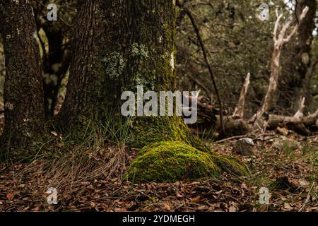 Sous-bois en automne avec mousse et troncs de chêne dans le parc naturel de Fuente Roja à Alcoy, Espagne Banque D'Images