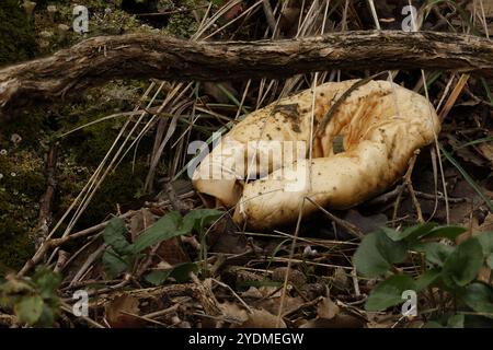 Champignon photographié avec la technique de superposition de mise au point dans le parc naturel de Fuente Roja à Alcoy, Espagne Banque D'Images