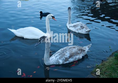 Famille Swan et Coot sur un étang, Broomfield Park, North London, Angleterre, Royaume-Uni - Banque D'Images