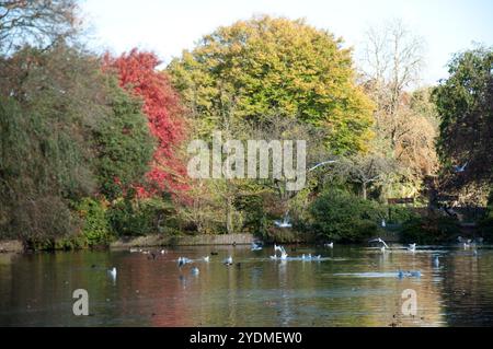 Oiseaux sur un étang, Broomfield Park, North London, Angleterre, Royaume-Uni. Oiseaux bruyants à la recherche de nourriture et volant autour Banque D'Images