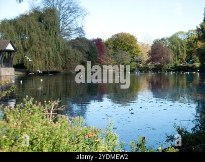 Oiseaux sur un étang, Broomfield Park, North London, Angleterre, Royaume-Uni Banque D'Images