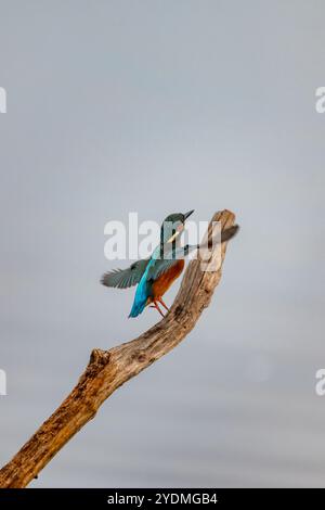 kingfisher coloré sur la perche et décollage à la recherche de poissons dans la réserve naturelle des marais de stodmarch. Banque D'Images