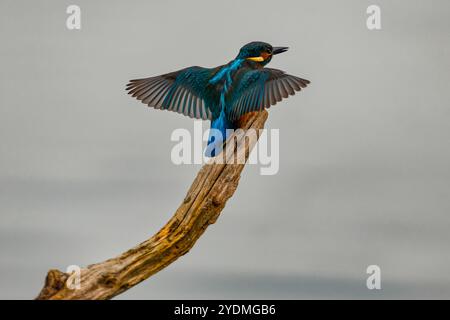 kingfisher coloré sur la perche et décollage à la recherche de poissons dans la réserve naturelle des marais de stodmarch. Banque D'Images