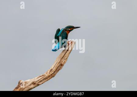 kingfisher coloré sur la perche et décollage à la recherche de poissons dans la réserve naturelle des marais de stodmarch. Banque D'Images