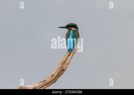 kingfisher coloré sur la perche et décollage à la recherche de poissons dans la réserve naturelle des marais de stodmarch. Banque D'Images