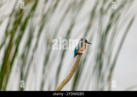 kingfisher coloré sur la perche et décollage à la recherche de poissons dans la réserve naturelle des marais de stodmarch. Banque D'Images