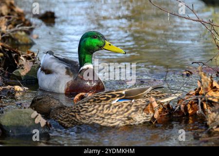 Un canard colvert mâle au plumage vert vif nage aux côtés d'une femelle dans un ruisseau serein. Les feuilles d'automne sont dispersées sur le bord de l'eau, améliorant Banque D'Images