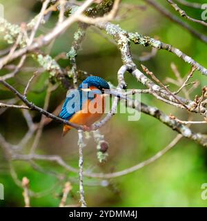 Kingfisher attend tranquillement le prochain repas. Banque D'Images