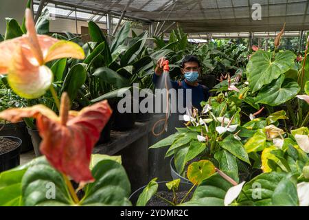 Bedugul, 9 octobre 2023 : un jardinier portant un masque protecteur pulvérise des plantes avec des pesticides dans une serre, entourée de diverses plantes vertes luxuriantes en pot Banque D'Images