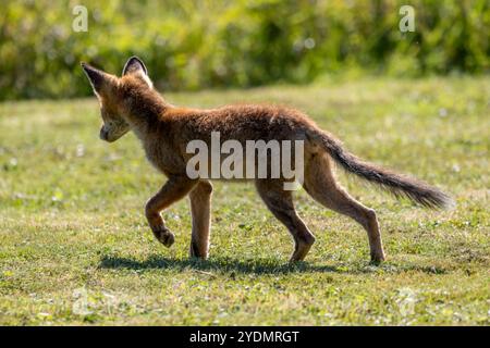 Un jeune renard européen (Vulpes vulpes crucigera) trottant à travers le champ en plein jour. Banque D'Images