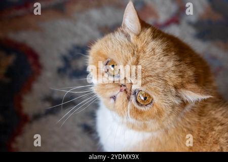 Lynwood, Washington, États-Unis. Smush, un chat exotique aux cheveux courts levant les yeux Banque D'Images