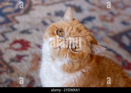 Lynwood, Washington, États-Unis. Smush, un chat exotique aux cheveux courts levant les yeux Banque D'Images