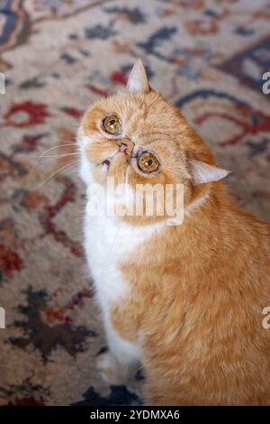 Lynwood, Washington, États-Unis. Smush, un chat exotique aux cheveux courts levant les yeux Banque D'Images