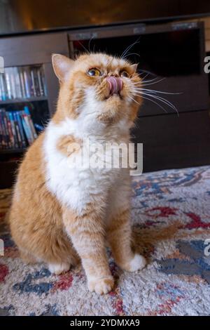 Lynwood, Washington, États-Unis. Smush, un chat exotique aux cheveux courts levant la tête avec sa langue Banque D'Images