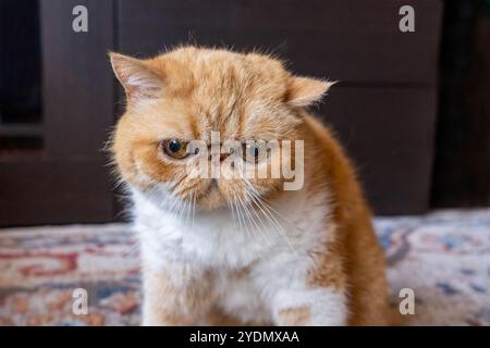 Lynwood, Washington, États-Unis. Smush, un chat exotique aux cheveux courts qui a l'air grincheux Banque D'Images