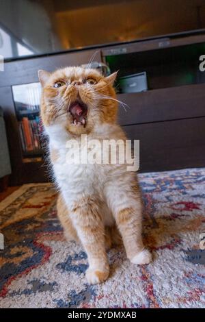 Lynwood, Washington, États-Unis. Smush, un chat exotique aux cheveux courts bâillant la bouche ouverte Banque D'Images