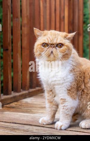 Lynwood, Washington, États-Unis. Smush, un chat exotique aux cheveux courts assis dehors sur une terrasse Banque D'Images