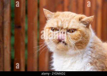 Lynwood, Washington, États-Unis. Smush, un chat exotique aux cheveux courts léchant ses lèvres Banque D'Images