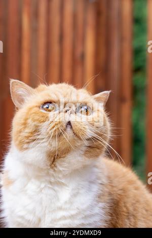 Lynwood, Washington, États-Unis. Smush, un chat exotique aux cheveux courts levant les yeux depuis une terrasse en bois Banque D'Images