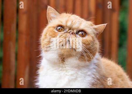 Lynwood, Washington, États-Unis. Smush, un chat exotique aux cheveux courts levant les yeux depuis une terrasse en bois Banque D'Images