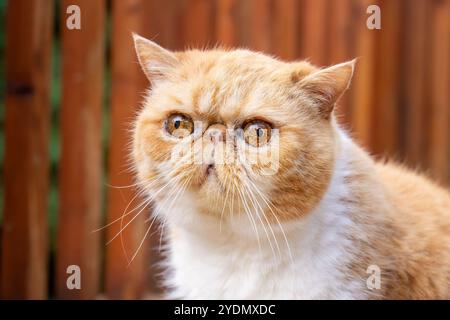 Lynwood, Washington, États-Unis. Smush, un portrait exotique de chat à cheveux courts à l'extérieur sur une terrasse en bois Banque D'Images