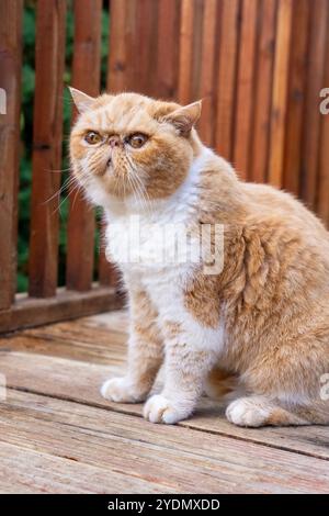 Lynwood, Washington, États-Unis. Smush, un chat exotique aux cheveux courts assis dehors sur une terrasse Banque D'Images