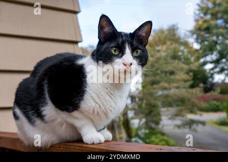 Lynwood, Washington, États-Unis. Momo, un chat domestique aux cheveux courts assis sur la balustrade en bois d'un pont Banque D'Images