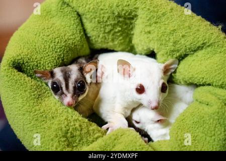 Lynwood, Washington, États-Unis. Les planeurs à sucre sont des animaux très sociaux et dormiront ensemble dans une poche en tissu doux Banque D'Images