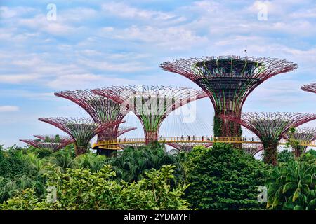 Singapour - 14 août 2024 : Supertree Grove dans Garden by the Bay à Singapour. Paysage du bâtiment d'affaires de Singapour autour de Marina Bay Banque D'Images