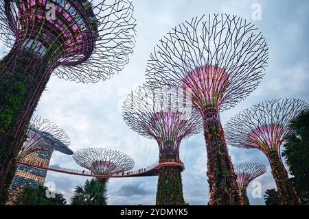 Singapour - 14 août 2024 : Supertree Grove dans Garden by the Bay à Singapour. Paysage du bâtiment d'affaires de Singapour autour de Marina Bay Banque D'Images