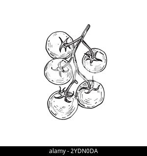 Illustrations vectorielles dessinées à la main de branche de tomates cerises. Tomates dessinées à l'encre. Illustration de Vecteur