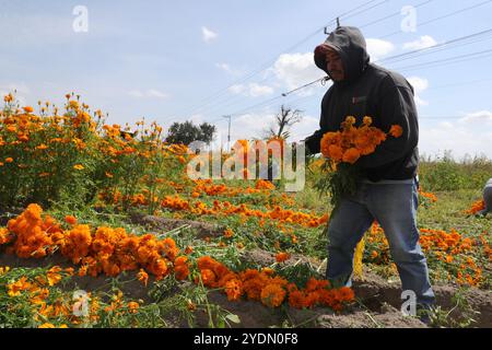 Cholula, Mexique. 26 octobre 2024. Les agriculteurs récoltent des fleurs de cempasuchil, connues sous le nom de « jour des fleurs mortes », dans un champ de la ville de Cholula, dans l’État de Puebla, situé à l’ouest de Mexico. Dans le cadre des célébrations du jour des morts, les agriculteurs collectent des centaines de fleurs de cempasuchil à vendre sur les marchés locaux. Le 26 octobre 2024 à Cholula, Mexique. (Photo de Essene Hernandez/ crédit : Eyepix Group/Alamy Live News Banque D'Images