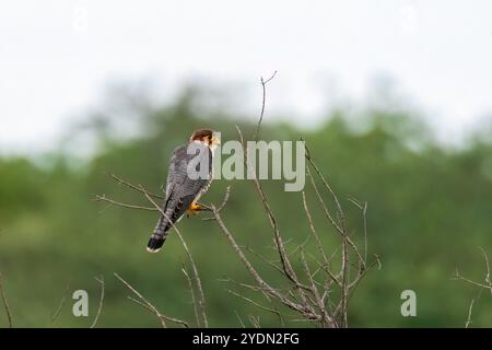 Un faucon à cou rouge perché sur un perchoir épineux dans les prairies de Bhigwan, Maharastra Banque D'Images