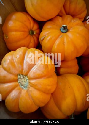 Citrouilles Cendrillon vibrantes (Cucurbita maxima) avec des côtes profondes et une forme aplatie, parfaites pour le décor d'automne ou la cuisine, caractère d'automne classique Banque D'Images