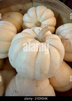 Gros plan de citrouilles blanches crémeuses « Baby Boo » (Cucurbita pepo) dans un panier rustique, idéal pour les décorations d'automne et les centres de table de saison Banque D'Images