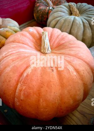 Grande citrouille héritée rosée, probablement une poupée en porcelaine ou une citrouille Cendrillon (Cucurbita maxima), connue pour sa peau lisse et sa couleur unique, parfaite Banque D'Images