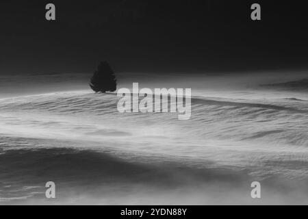 La lumière de l'aube au milieu de la brume matinale projette de longues ombres sur les prairies tranquilles de l'Alpe di Siusi, avec un arbre solitaire ajoutant de la profondeur à la sérénité Banque D'Images