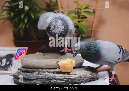 Deux pigeons de roche (Columba Livia) picotant à un muffin à Ibiza, capturant un moment franc de la faune urbaine dans le cadre méditerranéen Banque D'Images