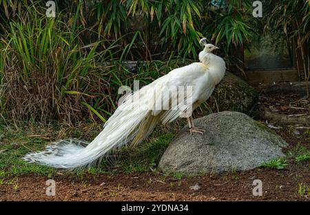 Le paon blanc ou le peafowl blanc est également appelé Pavo cristatus Banque D'Images