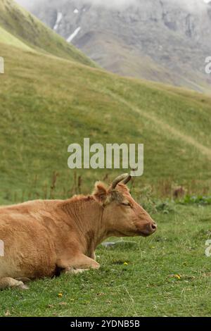 une vache brun clair se reposant sur une colline herbeuse, profitant d'un moment de repos dans un cadre naturel serein. Banque D'Images